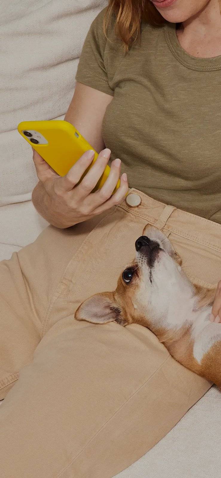 Dog on the couch with its owner