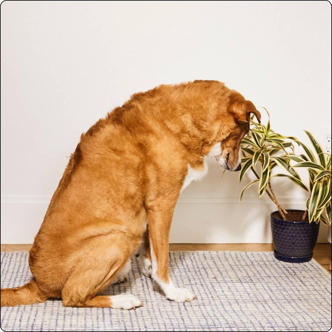 Ear health